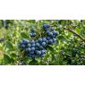 Blueberry Northland Fruits