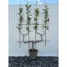 Double U Cordon Apple