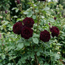 Rose Black Baccara 26