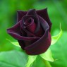 Rose Black Baccara