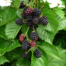 Blackberry Helen