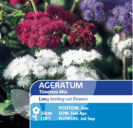Ageratum Blue Mink
