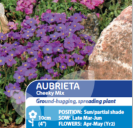 Aubrieta Cheeky Mix Perennial