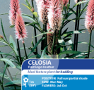 Celosia Flamingo Feather