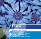 Felicia Pretty Blue