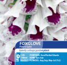 Foxglove Pam's Split