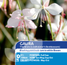 Gaura The Bride