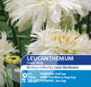 Leucanthemum Crazy Daisy