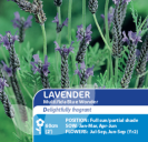 Lavender Multifida Blue Wonder