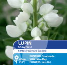 Lupin Snow Pixie