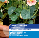 Nasturtium Ladybird Rose