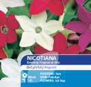 Nicotiana Evening Fragrance Mix