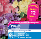 Phlox Delight Mix