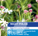 Night Phlox