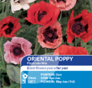 Poppy Oriental Pizzicato Mix