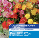 Californian Poppy XL Jelly Beans