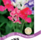 Sweet Pea Fragrant Boundary
