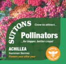 Achillea Summer Berries