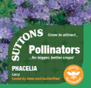Phacelia Lacy