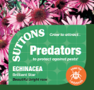 Echinacea Brilliant Star