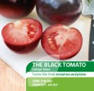 Tomato Black Indigo Rose