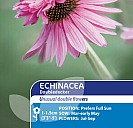 Echinacea Doubledecker