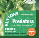 Parsley Plain Leaved 2 Predators