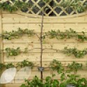 Apple 2 Tier Espalier (Cooking)