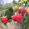 Joan J (Autumn Fruiting)