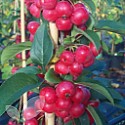 Red Sentinel (AGM)