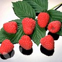 Polka (Autumn Fruiting)