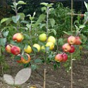 Family Apple Tree