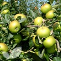 Bramley's Seedling (AGM)