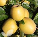 Herefordshire Russet