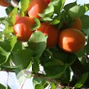 Apricot Flavorcot®