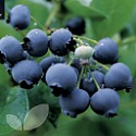 Blueberry Duke (AGM)