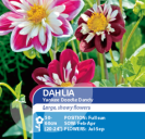 Dahlia Yankee Doodle Dandy