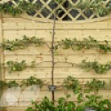 Apple 2 Tier Espalier (Eating)