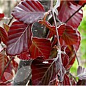 Fagus Sylvatica purpurea (Copper Beech)