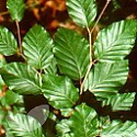 Fagus Sylvatica (Green Beech)