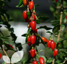 Goji Berry
