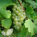 Chardonnay