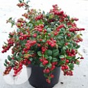 Lingonberry Fireballs