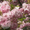 Pink Perfection (AGM)