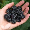 Black Jewel
