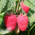 Cascades Delight (Summer Fruiting)