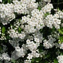 Crataegus monogyna (Hawthorn)