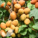 Apricot Petit Muscat®