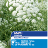 Ammi Snowflake