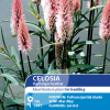 Celosia Flamingo Feather